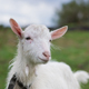 Курянам из-за АЧС советуют разводить коров и коз