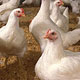 На курской птицефабрике погибли 900 тысяч цыплят