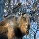 Курская область. Под Железногорском браконьеры убили лосиху