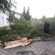 В Курске рухнувший от ветра клен едва не задавил женщин