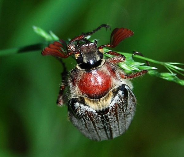 Как спасти клубнику от личинок майского жука: борьба с ними