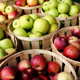Как сохранить яблоки до весны