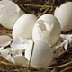 5 причин не выкидывать яичную скорлупу