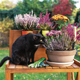 Как отучить кошку обгрызать домашние цветы