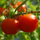 Нюансы выращивания помидоров и сладкого перца