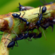 Средства от муравьев в огороде