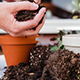Когда и как менять грунт в цветочном горшке