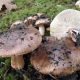 В Курской области грибами отравился 31 человек