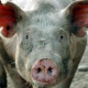 Курская область вышла на третье место в ЦФО по производству свинины