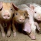 В Курской области второе в РФ по численности поголовье свиней