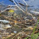 На водоеме в Курской области погибло 20 тонн рыбы