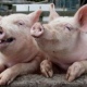 Курская область. Принимаются меры по профилактике африканской чумы свиней