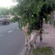 По центру Курска гуляла корова
