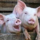 В Курске пересчитали свиней