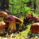43 курянина отравились грибами