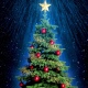 Как выбрать «правильную» новогоднюю елку? Советы от профессионалов