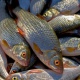 Под Курском у браконьеров изъяли 45 килограммов рыбы