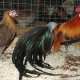 В Курске пройдет выставка-ярмарка породных домашних птиц и животных