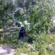 Курянам объяснили, куда обращаться, если упало дерево