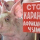 Из-за АЧС в Курской области пустят под нож около 800 свиней