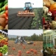 Курская область стала третьей в ЦФО по производству сельхозпродукции