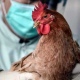 В Курской области проводится профилактика птичьего гриппа