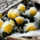 В Курской области вновь обещают заморозки – до минус 1-4