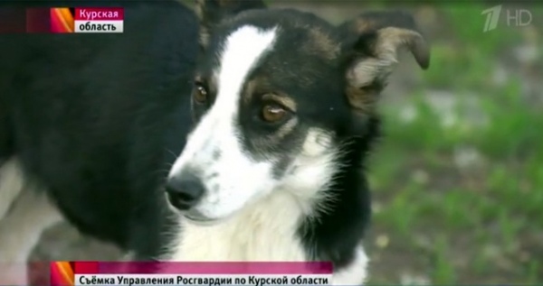 Стрелка не бросила юного курянина, охраняя его все трое суток в лесу Стрелка не бросила юного курянина, охраняя его все трое суток в лесу