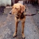 Курская область. В Солнцевском районе найдена охотничья собака. Ищут хозяина (ФОТО)