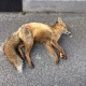 Курская область. Бешеная лисица напала на собаку