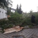 В Курске рухнувшее дерево едва не придавило двух женщин (фото)