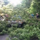 В Курске дерево рухнуло на машину (фото)
