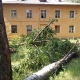 В Курске планируют убрать 230 упавших деревьев