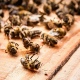В соседнем с Курском регионе возбудили уголовное дело по поводу массовой гибели пчел