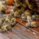 Курское предприятие заплатит 4 миллиона рублей за отравленных пчел