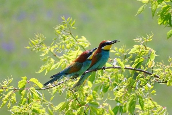 Птицы курской области фото и название летом