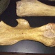 Курская область. В музей передали кости мамонта из Якутии