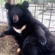 Под Курском медведь погиб после нападения на женщину