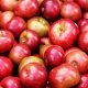 В Курскую область не пустили 20 тонн яблок из Молдовы