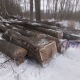 В Льговском районе Курской области продолжается вырубка леса