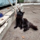 В Курске в краеведческом музее 7 котов защищают экспонаты от грызунов