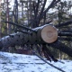 В Курской области вырубят почти 33 гектара леса