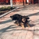 В Курской области деятельность фирмы по отлову собак приостановил суд