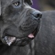 В Курске у собаки выявили редкое опасное заболевание