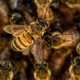 В Курской области владелец погибших пчел отсудил более 300 тысяч рублей
