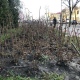 Жители Курска обеспокоились вымерзшими розами на улице Ленина