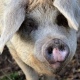 Часть Курска попала в зону наблюдения по африканской чуме свиней