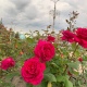 В Курской области ожидаются жара до +31, дожди, грозы и град