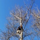 В Рыльском районе Курской области установили 15 гнездовых ящиков для редких видов хищных птиц
