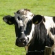 Жителя Курской области осудили за кражу коровы